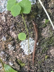 Sphenomorphus sanctus