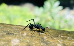 Myrmhopla