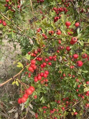 Crataegus monogyna
