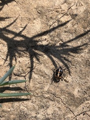 Bagrada hilaris