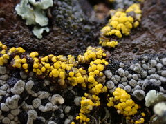 Candelariella