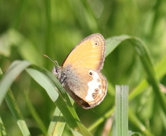 Coenonympha arcania
