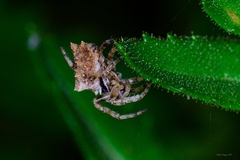 Acanthepeira stellata