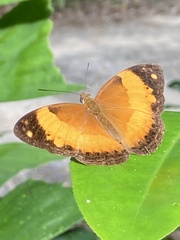 Cupha prosope