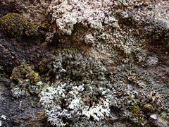 Phaeophyscia