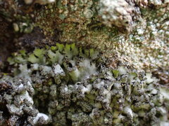 Phaeophyscia