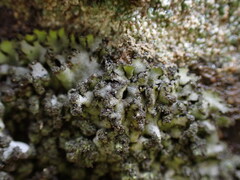 Phaeophyscia