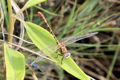 Erpetogomphus designatus