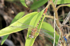 Erpetogomphus designatus