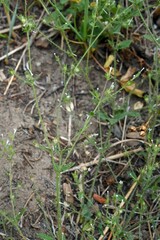 Allophyllum integrifolium