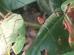 Leiobunum nigropalpi