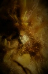 Hypselodoris saintvincentius