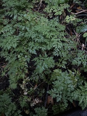 Anthriscus sylvestris