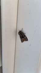 Apamea monoglypha