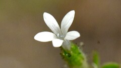 Allophyllum integrifolium