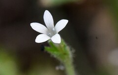 Allophyllum integrifolium