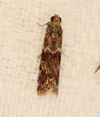 Ephestiopsis oenobarella