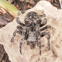 Araneus