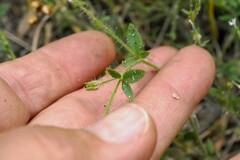 Allophyllum integrifolium
