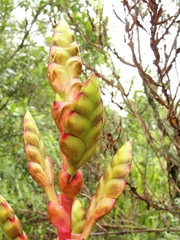 Vriesea itatiaiae