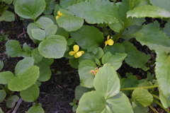 Viola glabella