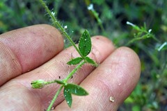 Allophyllum integrifolium