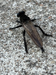 Promachus painteri