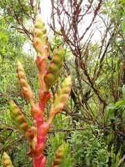 Vriesea itatiaiae