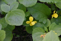Viola glabella