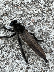 Promachus painteri
