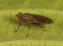 Pherbellia schoenherri