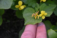 Viola glabella