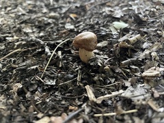 Stropharia rugosoannulata