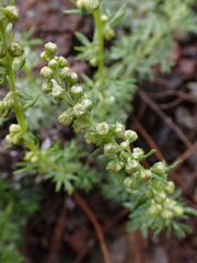 Artemisia michauxiana