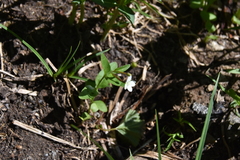 Epilobium lactiflorum