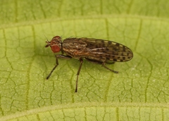 Pherbellia schoenherri