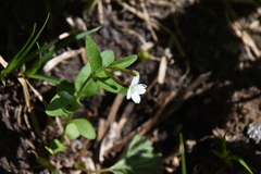 Epilobium lactiflorum
