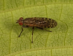 Pherbellia schoenherri