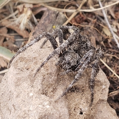 Araneus