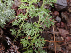 Artemisia michauxiana