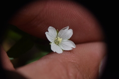 Epilobium lactiflorum