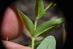 Epilobium lactiflorum