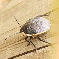 Chlorochroa