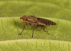 Pherbellia schoenherri