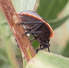 Chlorochroa