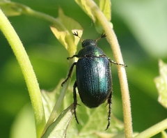 Anomala dubia