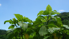 Dendrocnide kotoensis