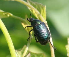 Anomala dubia