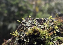 Ptychostomum capillare