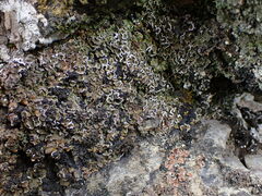 Psora